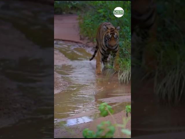 Tiger vs King Cobra #wildlife #shorts #ytshorts #travelfromhome #tadoba #wildlife #viral #trending