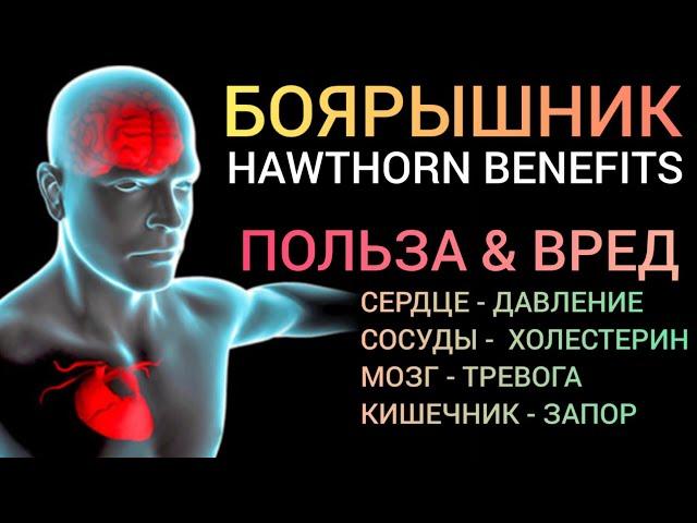 Боярышник (Hawthorn-benefits) Как успокоить Мозг и Сердце l Что важно знать