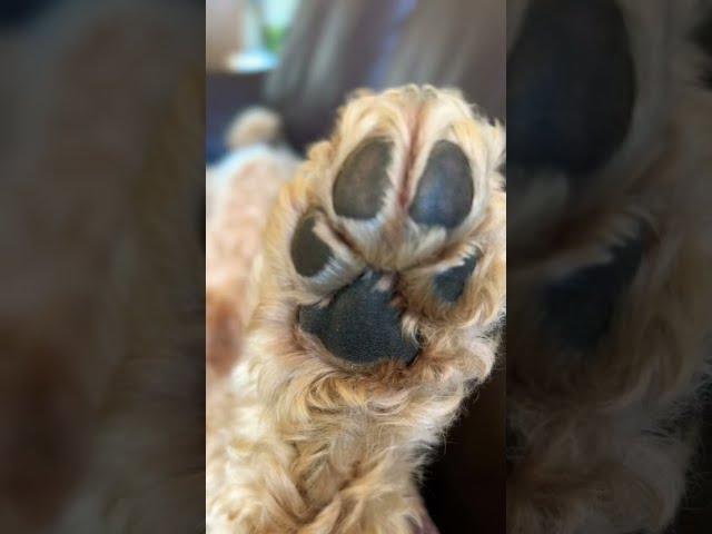 Chocolate Paws  #shorts #puppies