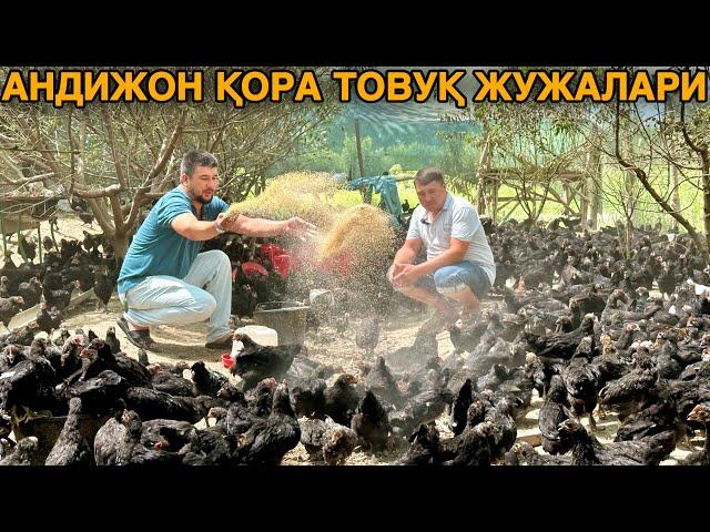 Тухум Ёналишидаги 6000 дона Андижон Қора Товуқ Жўжалари Сотуви Бошланди. #2024 #товуқ #biznes