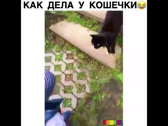 Как дела у кошечки? Она сказала заебись