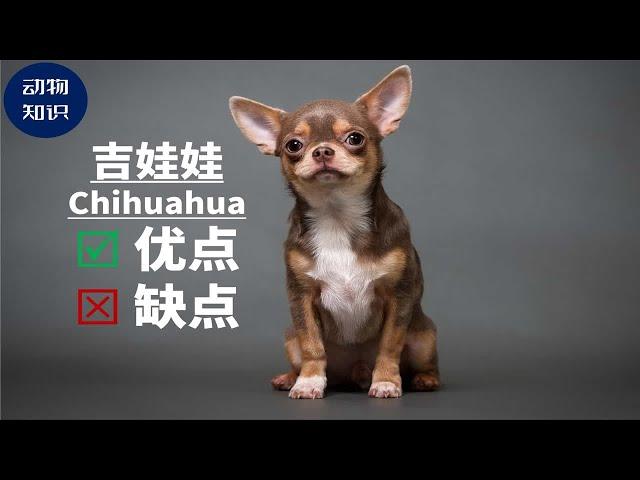 吉娃娃：优点&缺点！