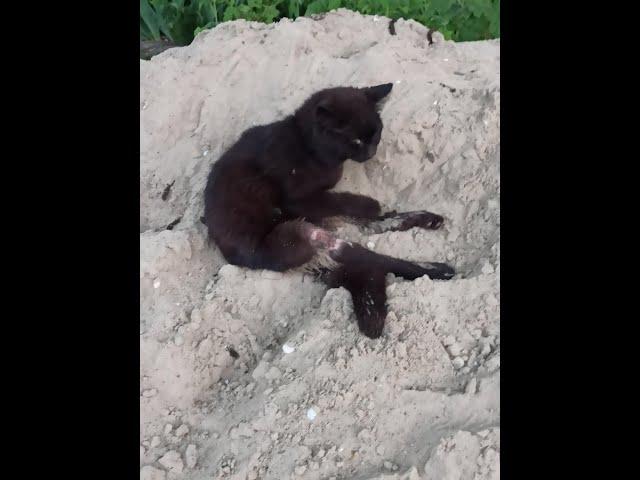 Опарыши заживо едят кот...УЖАС...СРОЧНОЕ СПАСЕНИЕ. ЧИТАТЬ ОПИСАНИЕ 26.05.21 Дай лапу друг