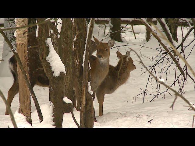 (12+) Глэмпинг – новый вид экотуризма в Мытищах