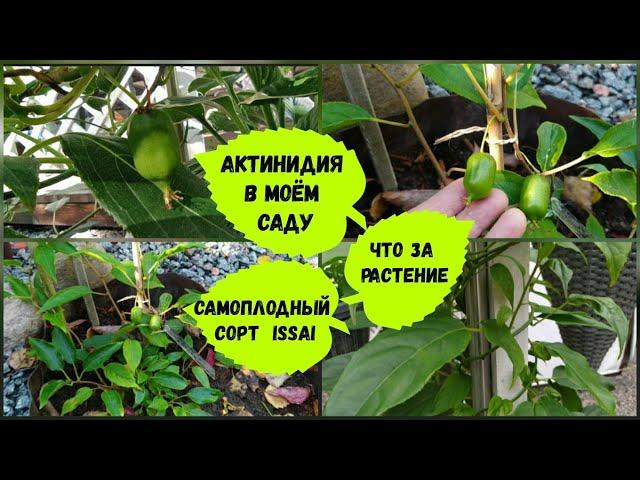 Актинидия в моём саду. Аргута и коломикта.Самоплодный сорт Issai.