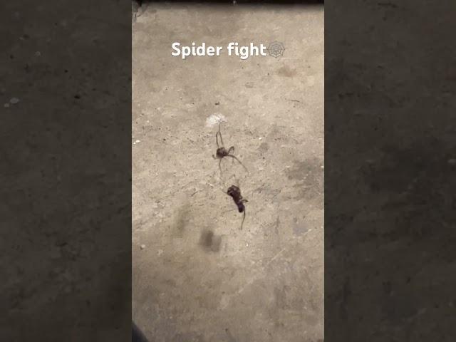 Spider fights for his life #spiderman