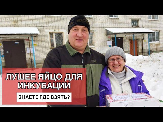 Лучшие инкубационные яйца / ДЕД ЧТП удивил / доставка по России / отзыв / жизнь в деревне