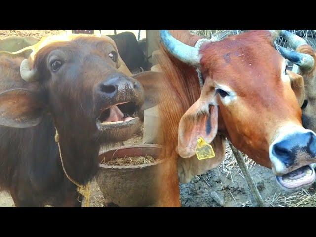 buffalo and cow video | animal video #cow #baffalo #sound #animals #village