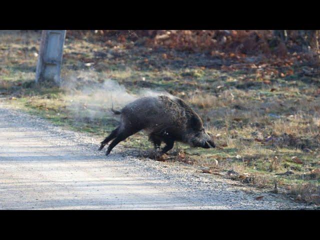 CACERÍA DE JABALI CAZA MAYOR TOP DE CACERÍA - CAZA Y MÁS