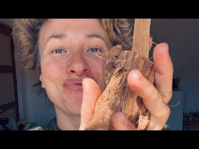Cat’s Claw Tea - Magic weapon to alleviate chronic gut issues #shorts #medicalmedium #catsclaw