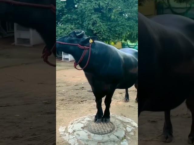 #sadar #bull #sadarfestival #yadav #yadavfamily #viral #trending