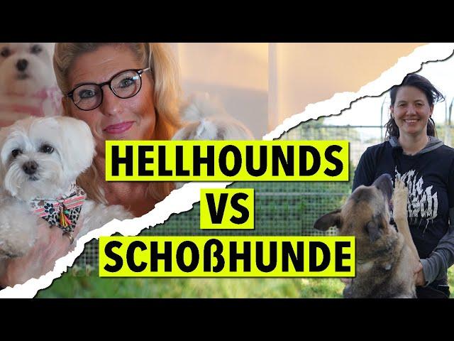 Hundehaltung - Zwischen Maulkorb und Glitzerhalsband