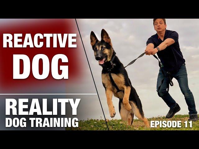 Will I Ever Be Able to Take This Reactive Dog on a Normal Walk? Reality Dog Training