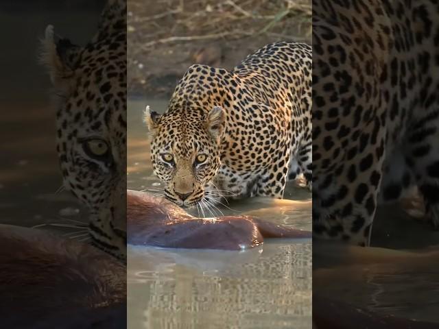 Leopard Finds Drowned Impala Floating in Muddy Water