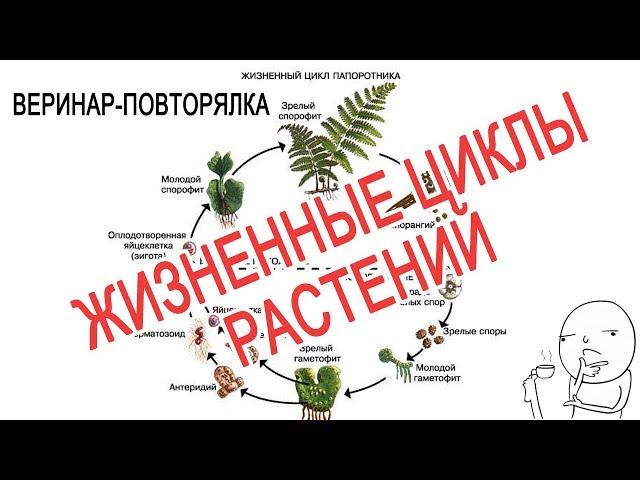 Повторялка | Жизненные циклы растений