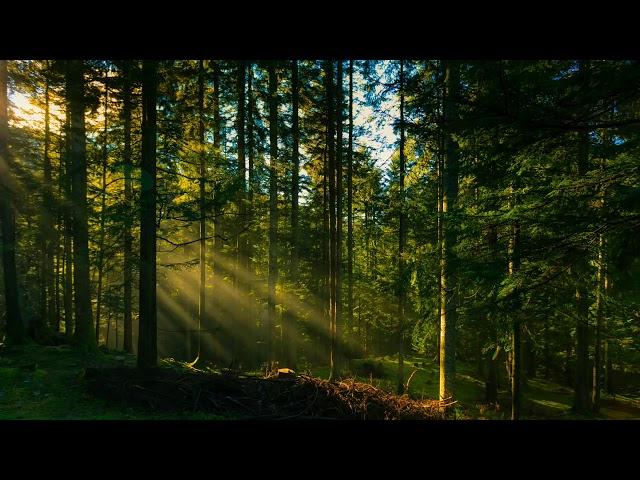 Звуки природы, шум леса, пение птиц / sounds of nature, birdsong, forest noise