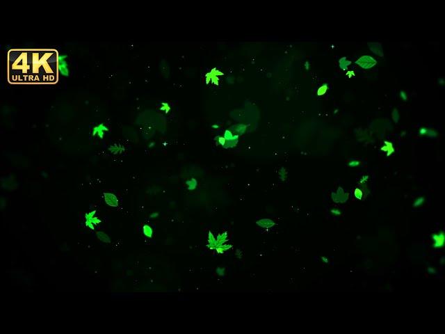 autumn leaf background falling loop video | no copyright background video |  green screen overlays