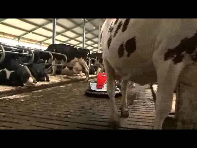 Lely Discovery - робот для уборки коровника