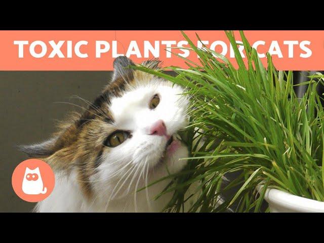 10 TOXIC PLANTS for CATS    In the Home & Garden