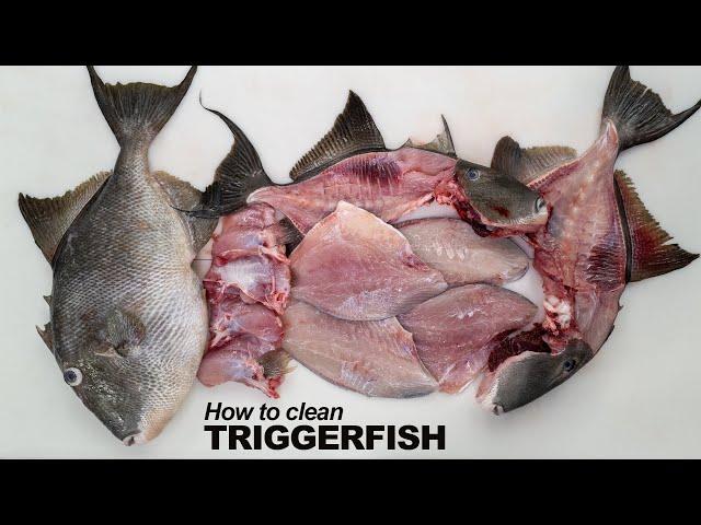 How to clean Triggerfish