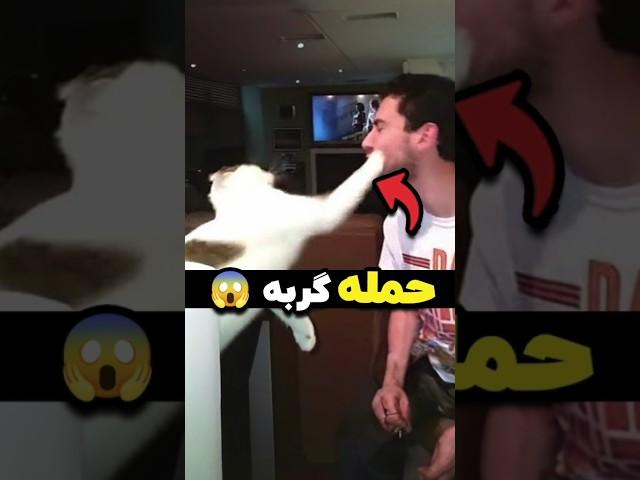 گربه بالاخره فهمید چقدر دوستش دارند ️