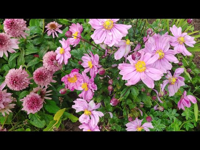 Еchinacea Butterfly Kisses & Anemone Pretty Lady Emily