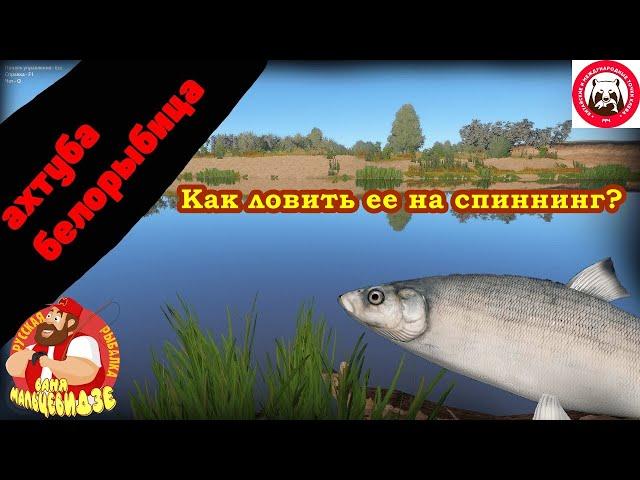 Белорыбица на спиннинг. Как ее ловить?