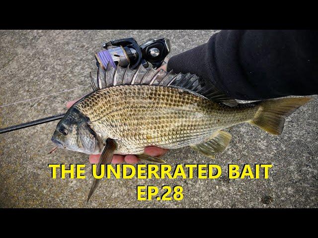 FISHING WITH THE UNDERRATED BAIT EP.28 $1.30