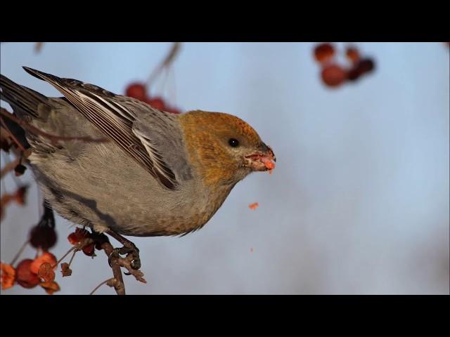 Голоса птиц как поёт Щур (Pinicola enucleator)