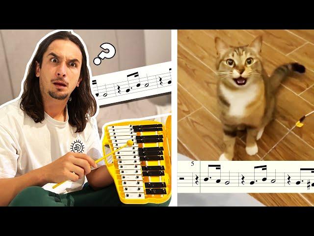 The Kiffness - Xylophone Cat (Singing Cat Collab)