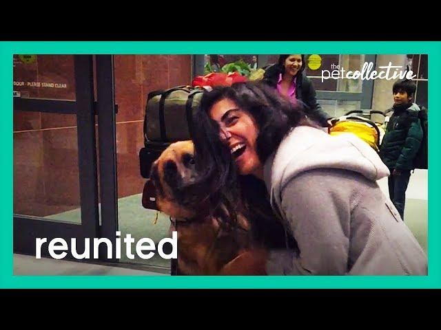 Pets Reunited with their Parents! | The Pet Collective