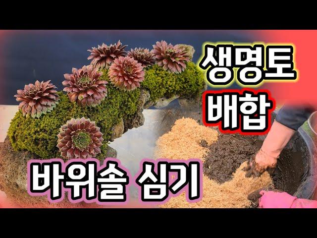 생명토 배합 바위솔 심기 절벽 과 석축에 적용하기