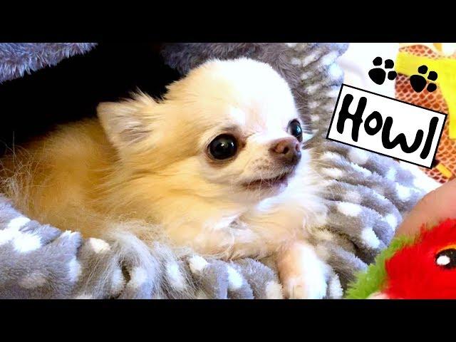 Chihuahua Cedric's FIRST EVER howling song