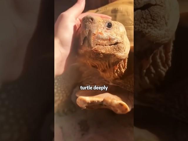 Unique heirloom #turtle  #shortvideo #animals #love #treasure