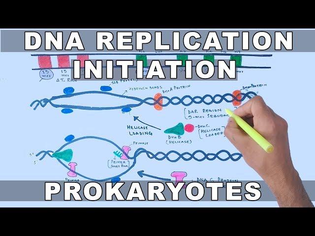 DNA Replication in Prokaryotes | Initiation