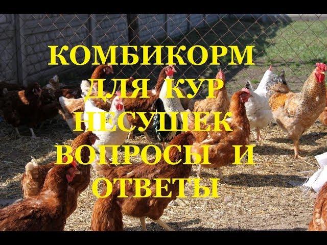 Комбикорм для кур несушек,вопросы и ответы