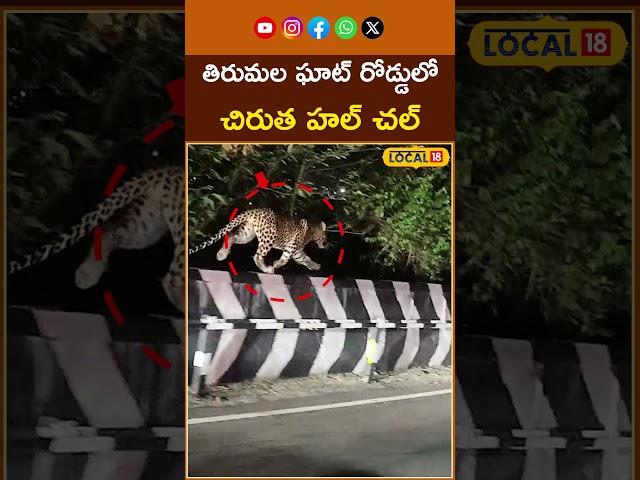 Leopard Hulchul At Tirumala Ghat Road | తిరుమల మొదటి ఘాట్ రోడ్డులో చిరుత హల్చల్ | #local18shorts