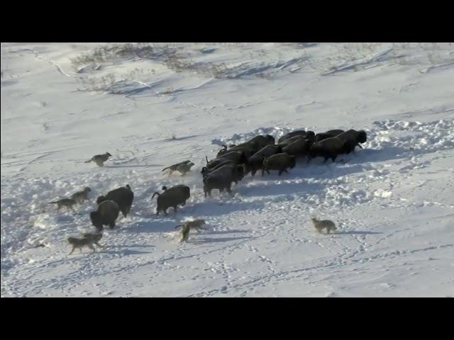 Pack of Wolves vs Bisons || Стая волков против стада бизонов, Канада