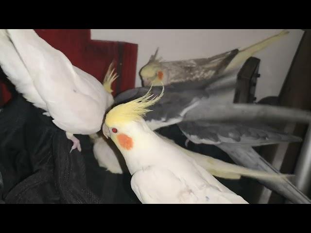 Cockatiel Sex