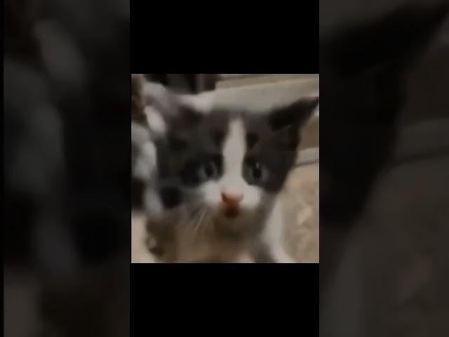 memes that if ylyl