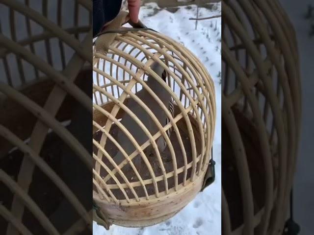 шикори кабк partridge birds