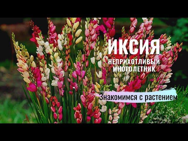 ИКСИЯ - многолетнее клубневое растение. Обзор луковиц из Голландии.