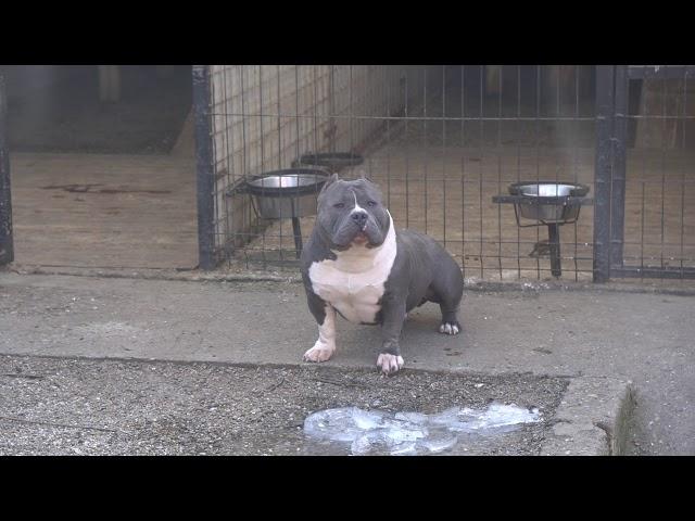 AMERICAN  BULLY SAVAGE BLOODY HUNGRY FOR FIGHT........NOOOTTTTT  :))))