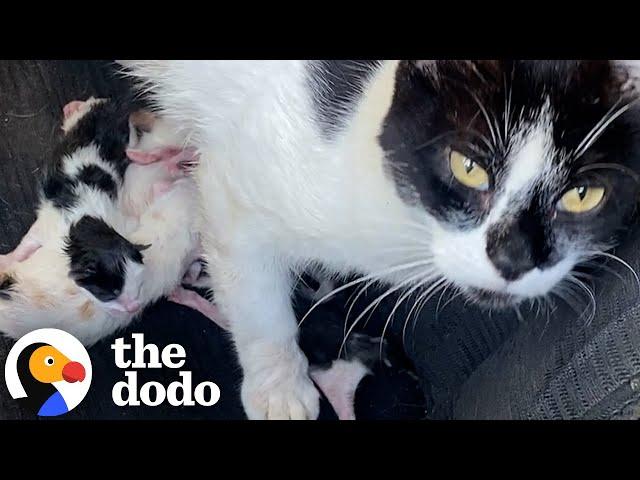 Stray Cat Gives Birth In Woman's Jeep | The Dodo