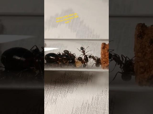 Camponotus ligniperda big ants #ants #colony #terraristik