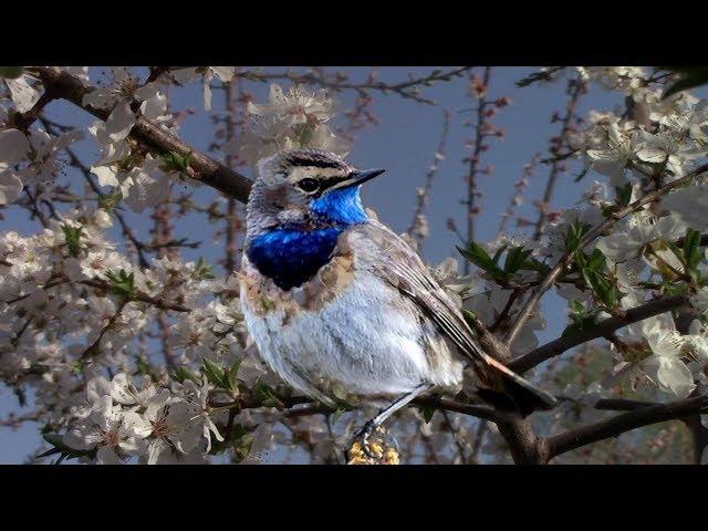 Пение птиц - звуки, которые лечат. Послушайте!