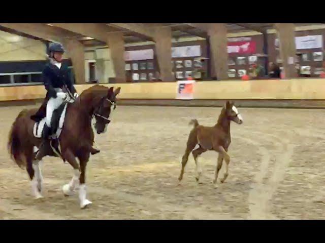 Dancing foal next to mommy Zeronica: his name is Odeer - Atze x Talos