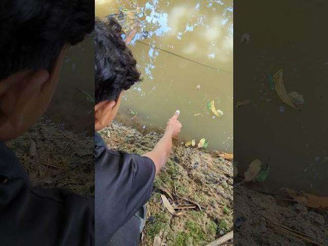 Unbelievable Hand Fishing Challenge Video 2024#video#fish#shorts