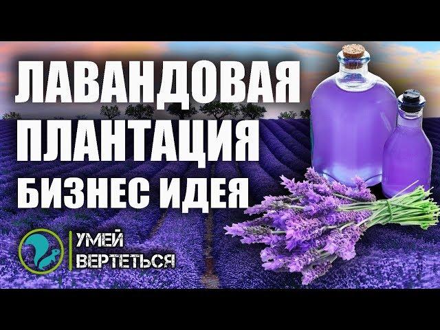 Выращивание Лаванды / Бизнес идея