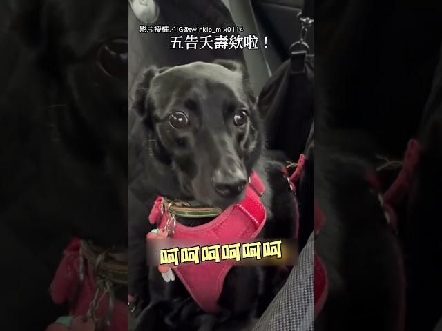【救命R】主人第一次開車上路 黑狗超緊張 眼珠狂轉｜開車｜狗｜搞笑